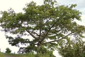 Pope Leo at Equatorial Guinea ‘New University’